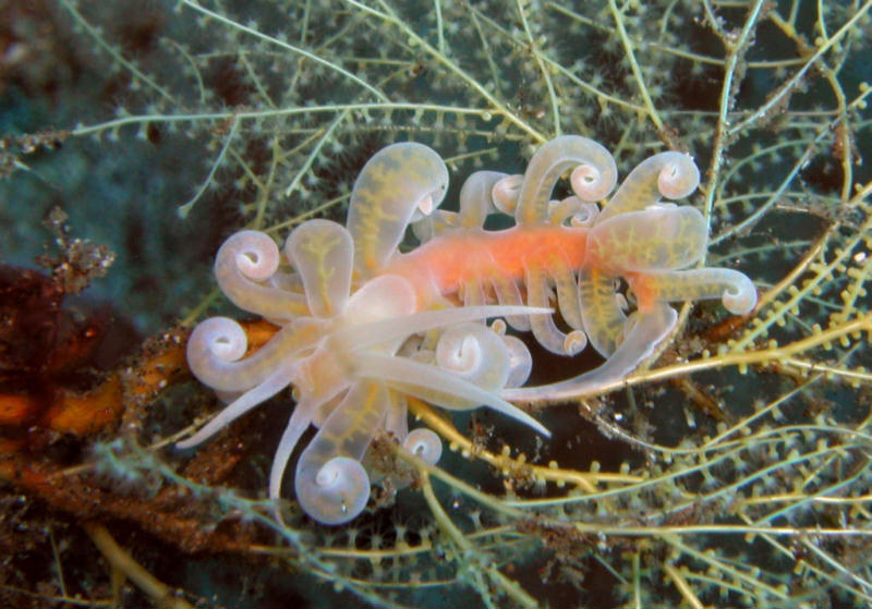 Phyllodesmium cf poindimiei